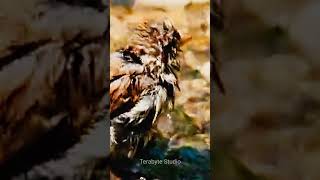 Sparrow | Birds | Sparrow Videos for kids #oddlysatisfyingvideo #shorts #birds #sparrow