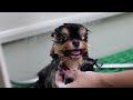 🔴dog tv deeply calming video for stress relief dog entertain u0026 stress relief for dog with music