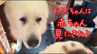 【おめでとう❤️を伝えにきたハウル】やっぱり1番目はお兄ちゃん❣️【Great Pyrenees】