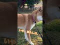 『公園にキツネ出没した！』豆柴 おとの一日。 柴犬 豆柴 shibainu mameshiba shorts きつねです