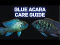 Blue Acara Care and Breeding Guide - Awesome Vibrant Feature Fish!