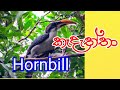 Endemic Birds Of Sri Lanka | Hornbill | Birds | Ceylon | Sith Rata