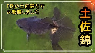 土佐錦🐟️F氏の飼育場