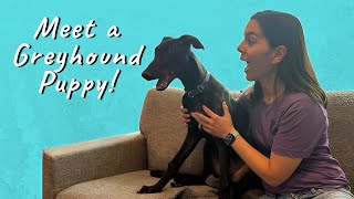 My Hour with a Greyhound Puppy!