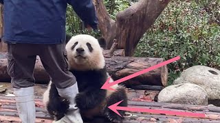 看到饲养员要离开，熊猫宝宝一把抱住大腿，这还能走得动道？