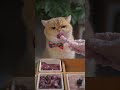 猫猫嗷呜吃兔兔！全口味免肉宴席，小橘馋晕啦！cat eating asmr 猫顿庄园catalley