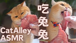 猫猫嗷呜吃兔兔！全口味免肉宴席，小橘馋晕啦！Cat eating ASMR | 猫顿庄园CatAlley