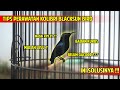 Perawatan kolibri black sunbird agar cepat gacor