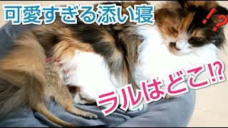 ﾐｰｱｷｬｯﾄ\u0026ﾒｲﾝｸｰﾝ　可愛すぎる添い寝❤️仲良く爆睡..zzZZ