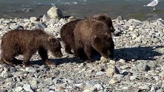 Coastal Brown Bears in Katmai NP