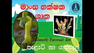 මාංස භක්ෂක ශාක carnivorous plants #plants #carnivorous plants #education