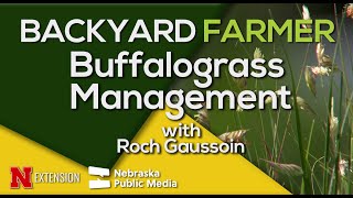 Buffalograss Management