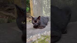 【伏見稲荷】情緒不安定な歌とお手手ないないしてる黒猫スンスン　Emotionally unstable song and black cat hiding hands