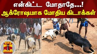 என்கிட்ட  மோதாதே...! ஆக்ரோஷமாக மோதிய கிடாக்கள் - ஆரவாரத்துடன் ரசித்த மக்கள் | Goat Fight | Madurai