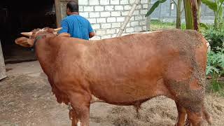 Sapi Baru Masuk Di Kandang Sulthon Mursid