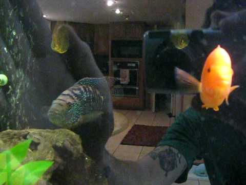 210 gallon cichlid tank 210 gallon cichlid tank