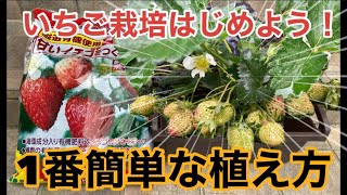 誰でも自宅でいちご狩り！1番簡単にいちごを植える方法【家庭菜園、いちご栽培】