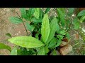 myxopyrum serratulum chathura mulla medicinal plant saplings