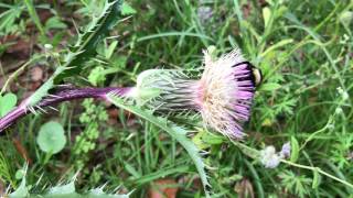 in Louisiana, Thistles are good