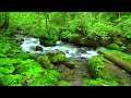 Amazing Nature Sounds, Stream in the Beautiful Green Forest, Birds Chirping