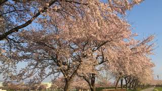 【穴場スポット！？】山形県鶴岡市　桜を、ゆっくり見るならここ！