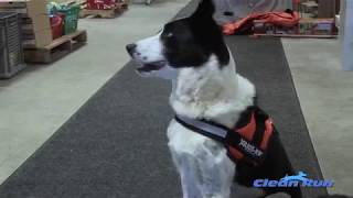 Overview: Julius K9 Original Power Harness