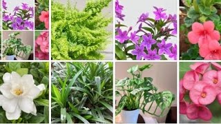 ഏതെടുത്താലും 30 രൂപ മാത്രം , വീണ്ടും പുതിയ varieties #onlineplants #wtsp9947132040