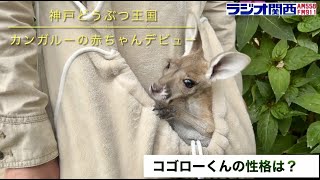 “つないだ命”　カンガルーの赤ちゃん「コゴロー」デビュー　飼育員に聞く（ラジトピ）