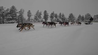 Mushers and their dogs gear up for the Idaho Sled Dog Challenge