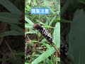 寄生蜂か寄生ハエに寄生された毛虫 昆虫 夏休み