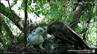 東方蜂鷹巢 Oriental Honey Buzzard - 蛙逃走 \u0026 粽塞奶皆失敗 20210715