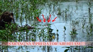 EDAN ‼️ BEGINILAH RASA NYA MANCING DI SARANG PREDATOR AIR HITAM || MANCING IKAN GABUS BESAR DI RAWA