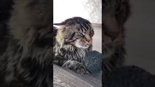 自帶霸王色霸氣  霸氣小老虎🐯 可愛小貓 可愛い猫 Cute kitty cute cats #shorts