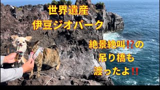 ペットと世界遺産‼️絶景絶叫⁉️の吊り橋も行ってきたよ‼️伊豆ジオパークの城ヶ崎海岸へ散歩😃迫力満点‼️#ペット #吊り橋#世界遺産