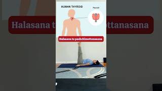 How to do halasana to pashchimottanasana 🧘🏻‍♀️#shorts #youtubeshorts #trending #yoga#thyroid #gym