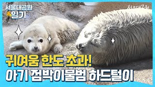 💛귀여움 한도 초과💛 아기 점박이물범 하드털이ㅣ서울대공원 일기