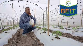 Oscar encontró en Belt® el control para combatir los lepidópteros | Agro Bayer Centroamérica​