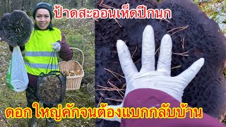 ป้าดเห็ดปีกนกดอกใหญ่คักจนต้องแบกกลับบ้าน