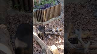 2023/10/07 上野動物園のマレーグマ🐻