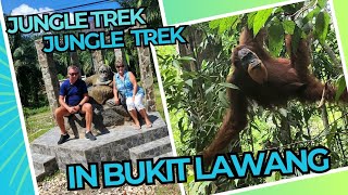 So, did we see orangutan while jungle trekking in Bukit Lawang?