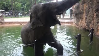 アジアゾウさん迫力のお食事タイム　上野動物園（2019/6/29）　Asian elephant