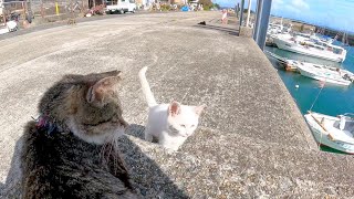 猫島で座ったら猫が集まってきて取り囲まれた