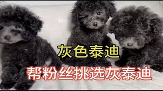 二牛，今天帮粉丝挑选灰色泰迪犬，在带粉丝看下狗狗多便宜