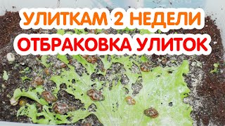 Улитки ахатины – 2 недели. Отбраковка улиток. Маленькие улитята