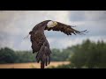 eagle चील की रोचक बातें interesting things of eagle natural and beautiful world the amazing