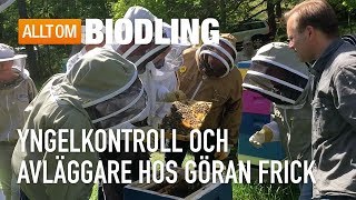 Yngelkontroll och avläggare hos Göran Frick - Biodling