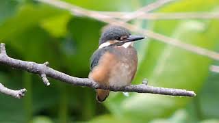 2018.5. 28  東京上野鳥散歩・カワセミ