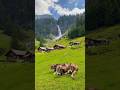 🐮 Stäubifall, Switzerland 🇨🇭 #asmr #nature #travel #shorts #switzerland #amazing #beautiful