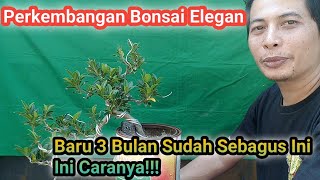 Belajar Membentuk Bonsai Elegan