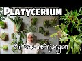 PLATYCERIUM / PAKU TANDUK RUSA TERNYATA BANYAK MACAMNYA - EP 29